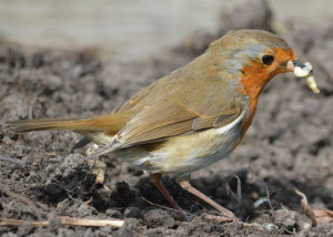 RobinFeeding